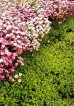 Skalnica Arendsa 'Pink Carpet' (Saxifraga arendsii)